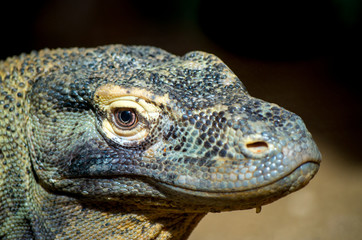 The Komodo dragon (Varanus komodoensis), also known as the Komodo monitor, is a species of lizard found in the Indonesian islands of Komodo, Rinca, Flores, and Gili Motang.