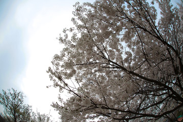 Cherry Blossom… like a snow