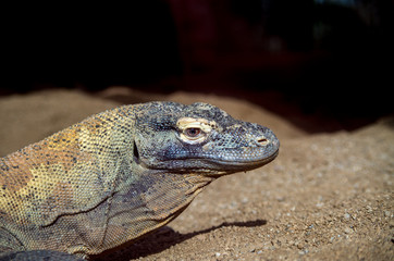 The Komodo dragon (Varanus komodoensis), also known as the Komodo monitor, is a species of lizard found in the Indonesian islands of Komodo, Rinca, Flores, and Gili Motang.