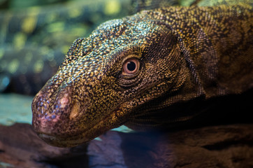 Varanus salvadorii is a species of monitor lizard endemic to New Guinea. Its common names include...