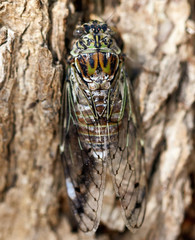 Cicada fly on tree bark