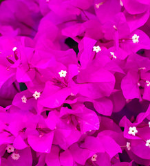 Obraz na płótnie Canvas Beautiful pink flowers in nature