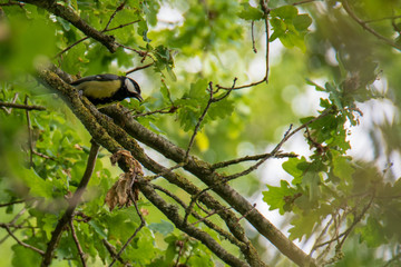 Mésange charbonnière