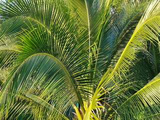 close up coconut tree