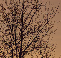 Tree branches on a sunset background