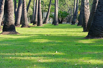 Background image of real natural green grass yard in park.