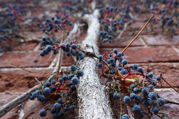 Beeren