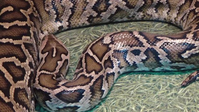 Python curls up in rings
