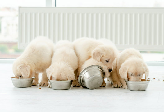 Retriever puppies eating from bowls