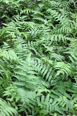 Plant and tree in Tropical garden among the green tropical forest plants. 