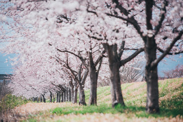 桜並木　フィルム調