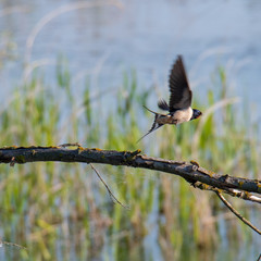 Hirondemme rustique ou hirondelle des chelinée © Xavier Cotton