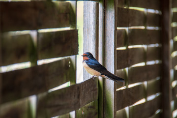 Hirondelle © Xavier Cotton