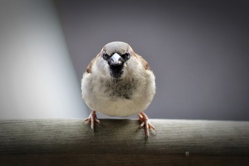 sparrow on fence