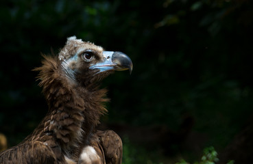 The cinereous vulture (Aegypius monachus) 