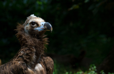 The cinereous vulture (Aegypius monachus) 