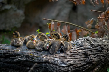 mallard duck (anas platyrhynchos ) ducklings siiting on a fallen tree
