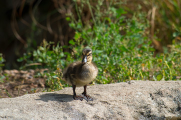 The mallard (Anas platyrhynchos) is a dabbling duckb and elongs to the subfamilyAnatinae of the waterfowl family Anatidae.