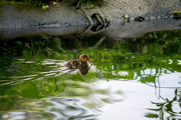 The mallard (Anas platyrhynchos) is a dabbling duckb and elongs to the subfamilyAnatinae of the waterfowl family Anatidae.