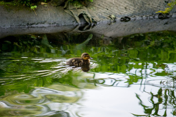 The mallard (Anas platyrhynchos) is a dabbling duckb and elongs to the subfamilyAnatinae of the waterfowl family Anatidae.