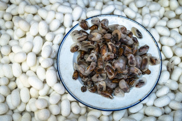 White cocoons shell and yellow silkworm, Use boiling water to separate the silkworm from the cocoon.