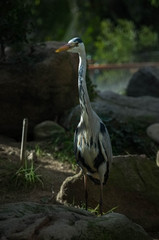 Grey Heron (Ardea cinerea) hunting by the water