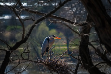 Grey heron (Ardea cinerea) in nest with eggs in nesting time
