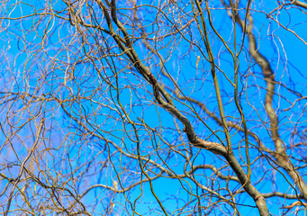 Bare branches of a curly tree on a background of blue sky