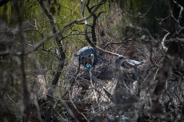 Grey heron (Ardea cinerea) in nest with eggs in nesting time