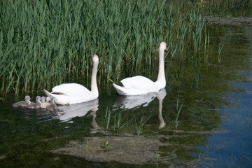 Famille de cygnes