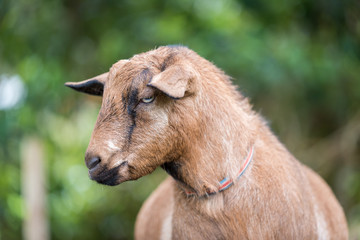 portrait of a young goat