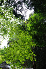 Fototapeta premium 京都、南禅院の日本庭園