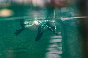 Beautiful African Penguin pair (Spheniscus demersus) in zoo