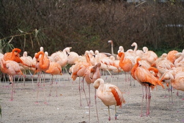 a group of flamingos in the zoo
