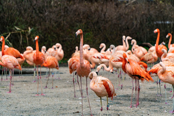 a group of flamingos in the zoo