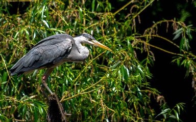 The hunting Grey Heron (Ardea cinerea) by the water.