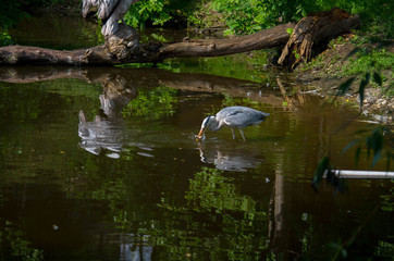 Grey heron (Ardea cinerea) with fish in water in summertime