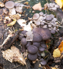 The mushroom grows on a stump in the forest