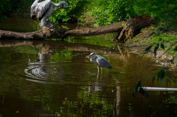 Grey heron (Ardea cinerea) with fish in water in summertime