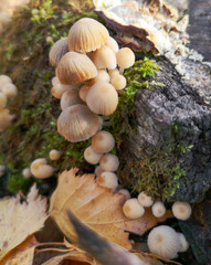 The mushroom grows on a stump in the forest