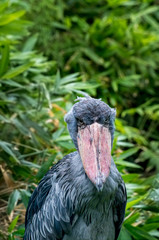 Shoebill