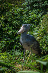 The shoebill (Balaeniceps rex) also known as whalehead, whale-headed stork, or shoe-billed stork, is a very large stork-like bird.