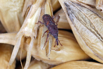 The rice weevil Sitophilus oryzae a stored product pest on damaged grain.