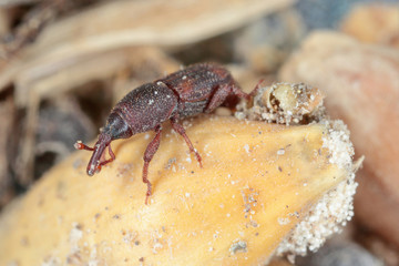 The rice weevil Sitophilus oryzae a stored product pest on damaged grain.
