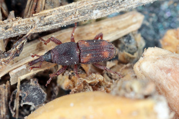 The rice weevil Sitophilus oryzae a stored product pest on damaged grain.