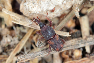 The rice weevil Sitophilus oryzae a stored product pest on damaged grain.