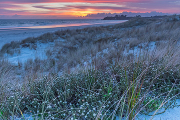 weeds at the beach at sunrise