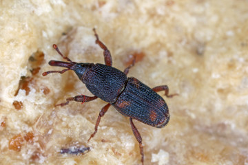The rice weevil Sitophilus oryzae a stored product pest on damaged grain.