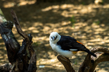 White-headed buffalo weaver (Dinemellia dinemelli) white and gray bird from Kenya, Africa.