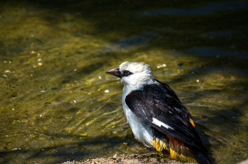 White-headed buffalo weaver (Dinemellia dinemelli) white and gray bird from Kenya, Africa.